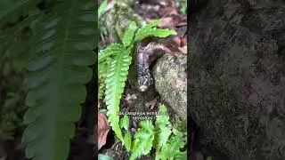 Día 9 Buscando Animales En Costa Rica 🇨🇷 #shorts #animales #costarica