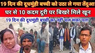 बलरामपुर:मां के बगल में सो रही दुधमुंही बच्ची को उठा ले गया तेंदुआ