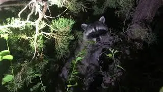 Raccoon Encounter