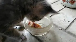 Кричащие котята или как котята любят тушёнку