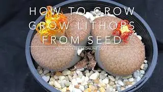 How to Grow Lithops from Seed - How and When to Plant Lithops seeds.(includes other Mesembs)