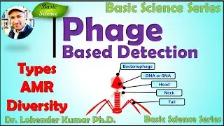 Bacteriophage based  bacterial  detection | Phage | Phage Detection | Basic Science Series
