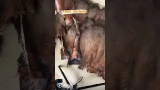 Кора пальмы для декора и рукоделия в @dikoflora