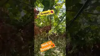 Work in Portugal 🇵🇹// Agriculture Grapes 🍇 work 2024 @sarwaraportugal
