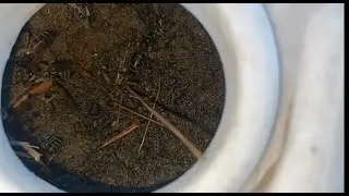 Пчёлы пьют воду из песочницы. Где научный ответ?