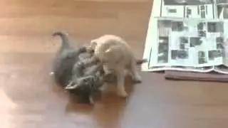Котята играют
