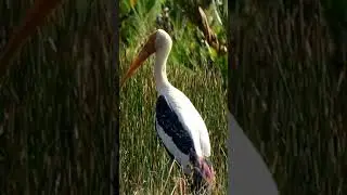 Painted Stork (Mycteria leucocephala)