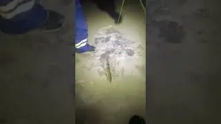 Ночная щука на жерлицу