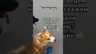 Агрессия у овчарке на кошек, голубей, собак. 