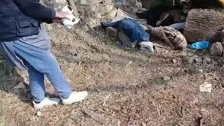 White Stray dog & Tiny Brown pup in evening/animal food/Mountain village/Nature Buddies usa uk