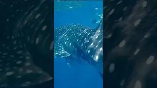 Discover the Majesty of Whale Sharks | Incredible Facts and Breathtaking Footage