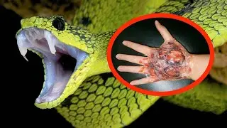 Top 10 Deadliest Snakes in The World