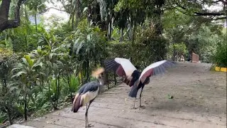 Kuala Lumpur Bird Park Walk [2023]