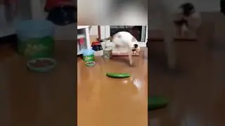 Коты и огурцы🤣🤣🤣