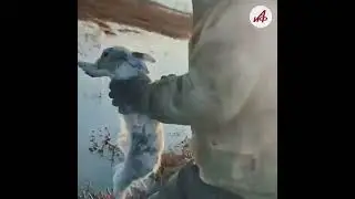 Чудесное спасение зайцев от паводка