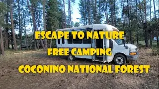 Escape To Nature Free Camping Coconino National Forest