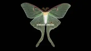 Burial & Four Tet - Moth