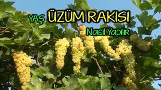 Yaş Üzüm Rakısı