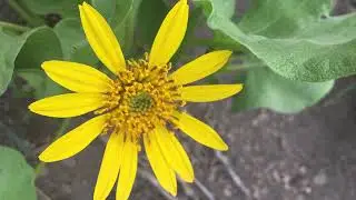 Writing About Plants