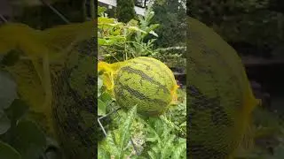 Watermelon Ripening on Trellis