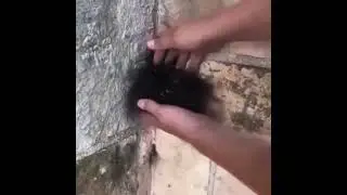 сенокосцы или косиножки  