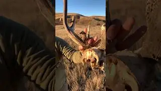 GIANT dead head #deer #hunting #deerhunting #skull