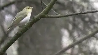 wood warbler,   fluiter,     Phylloscopus sibilatrix