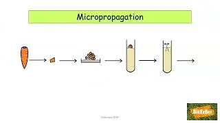 L.C. Biology Tissue Culture