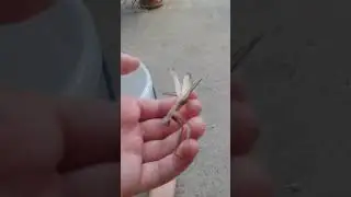 Коричневый богомол!! самый редкий в украине, самец
