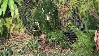 A Spider Spins its Web