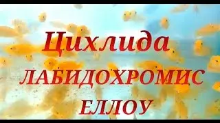 Аквариумные рыбки. Цихлиды. Еллоу. ЛАБИДОХРОМИС