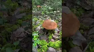 9 июня сбор подосиков