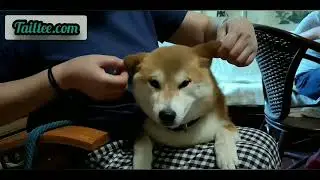 Adorable puppy having massage @petsanimalsss