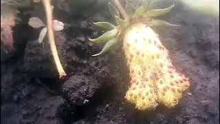 Клубника Купчиха после проливных дождей