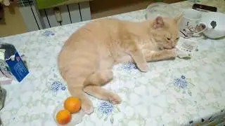 Какую приправу можно использовать вместо валерьянки?