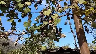 ВИНОГРАД ПРЯМО НА УЛИЦАХ