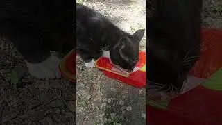 Бандит ест сердечко