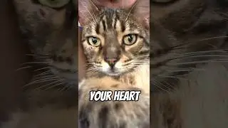 your heart..  #cat #shorts #love #meow #fyp #message #messageoftheday  # #meowcat #And #catlike