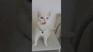жрать давай