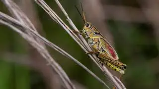 INSECTS