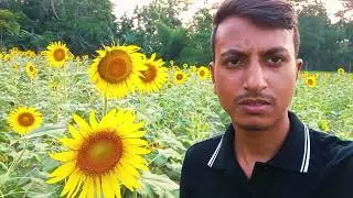 গ্রামের ঈদে সূর্যমুখী ফুলের রাজ্যে ঘুরে আসলাম