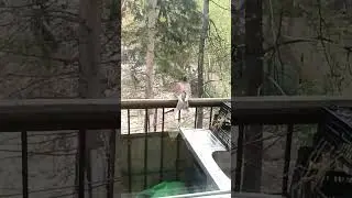 Фокус с кормушкой не удался