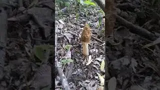 Morel Mushroom Hunting Massive Haul, HoneyHole Missouri