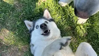 Adorable Huskies Gets Upset When I Take Her Stick Away 🐶🎄🌲