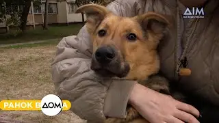 Розумна собачка Фурі шукає дім. Забирайте песика у сім'ю