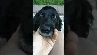 #пес