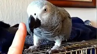 Я тебя укушу! Прыгнешь к рыбкам будет капух! Попугай Тимоша. 