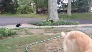 scout&allie