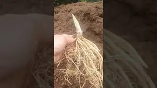 ХОСТА ОРИОН БЕЛТ 