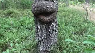 Е.Чичерина- Е.Кабардина.  Суть